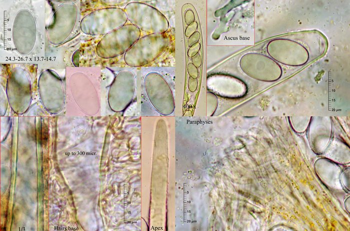 macrostoma