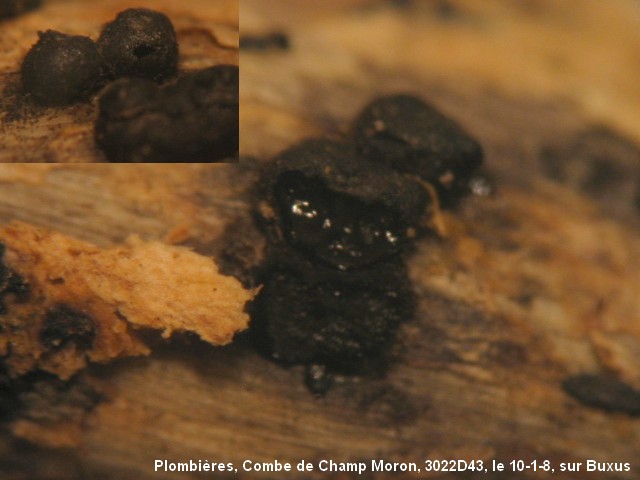 macrostoma