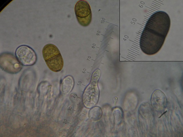 macrostoma