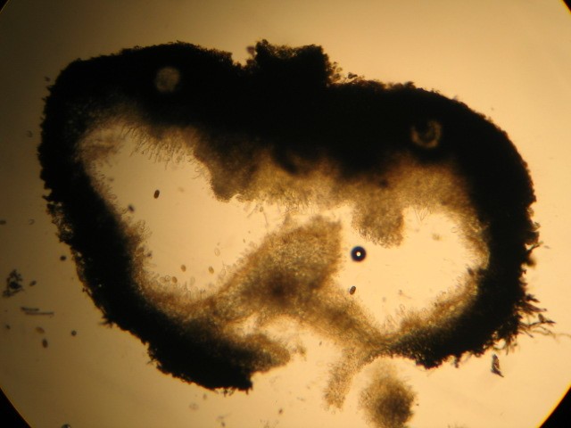 macrostoma