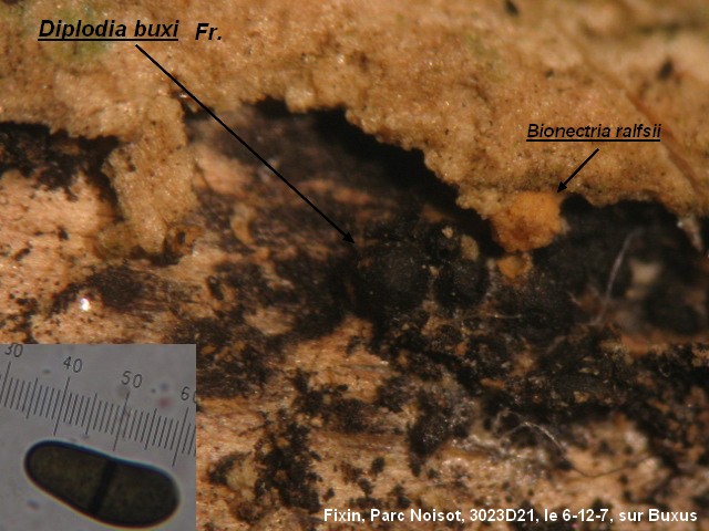 macrostoma
