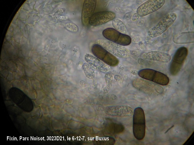 macrostoma