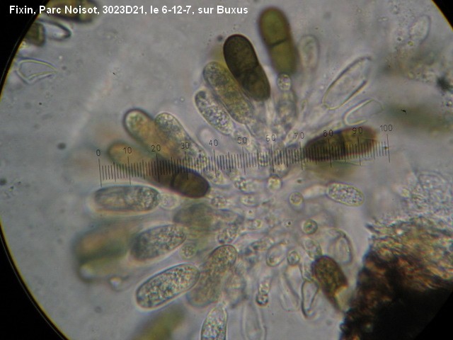 macrostoma