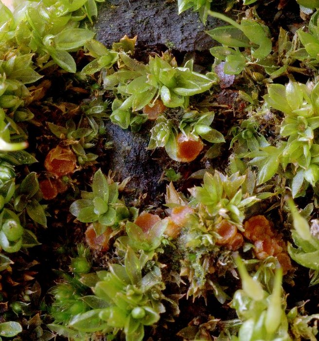 macrostoma