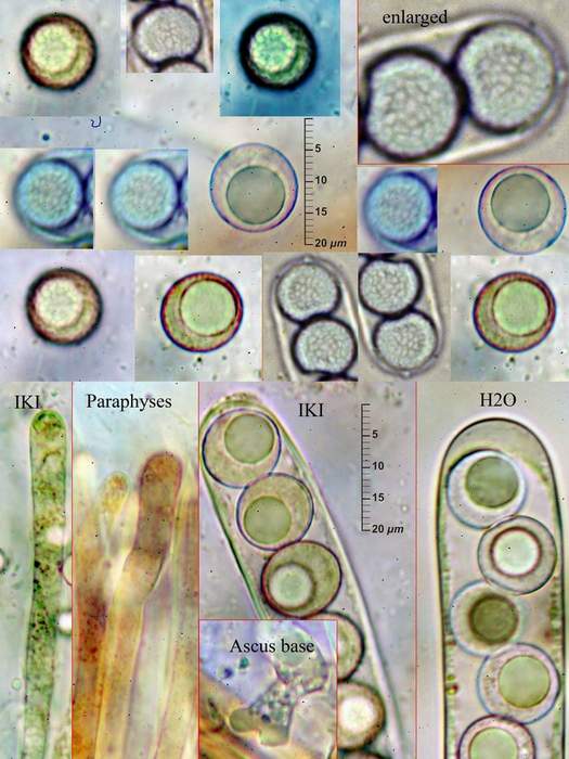 macrostoma