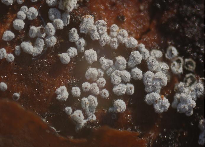macrostoma