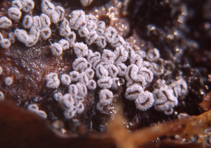 macrostoma