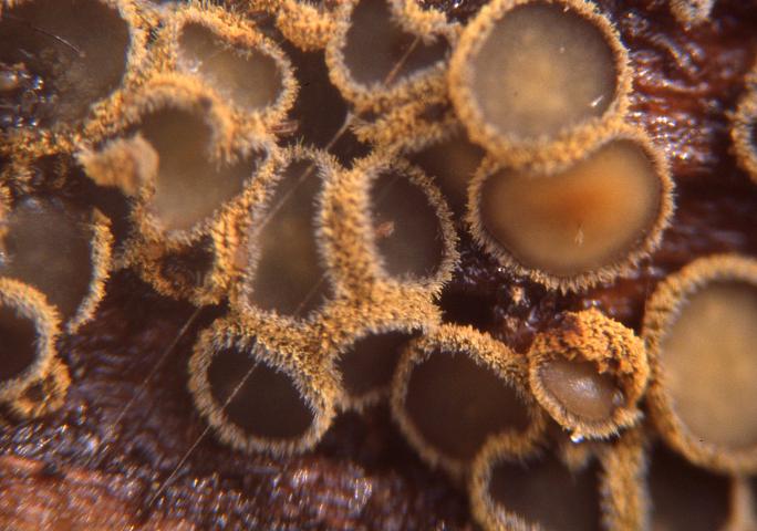 macrostoma