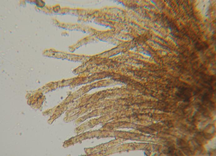 macrostoma
