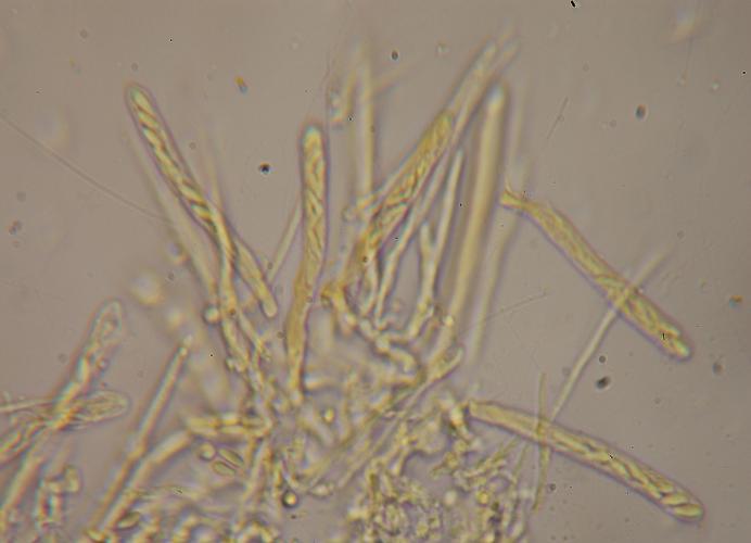 macrostoma