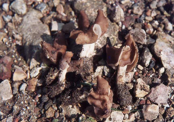 macrostoma