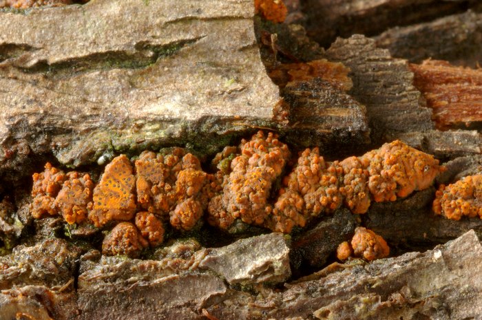 macrostoma