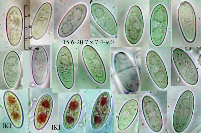 macrostoma