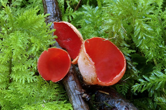 macrostoma