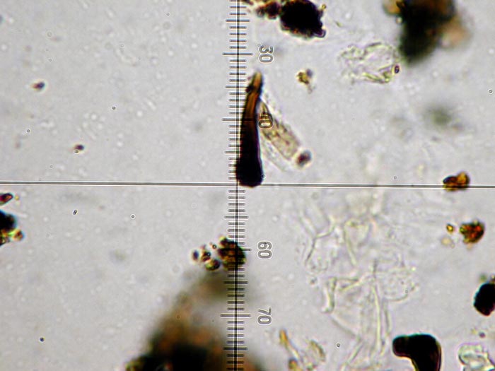 macrostoma