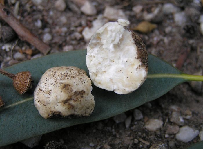 macrostoma