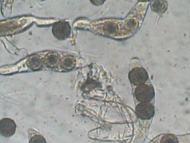 macrostoma