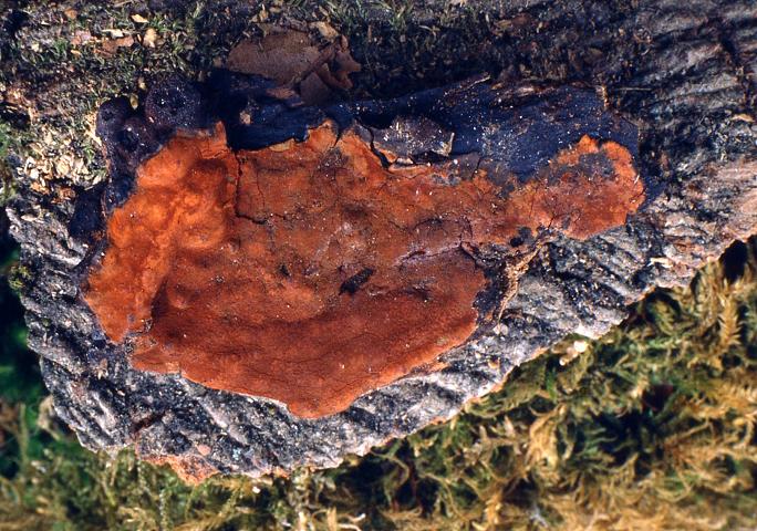 macrostoma