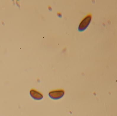 macrostoma
