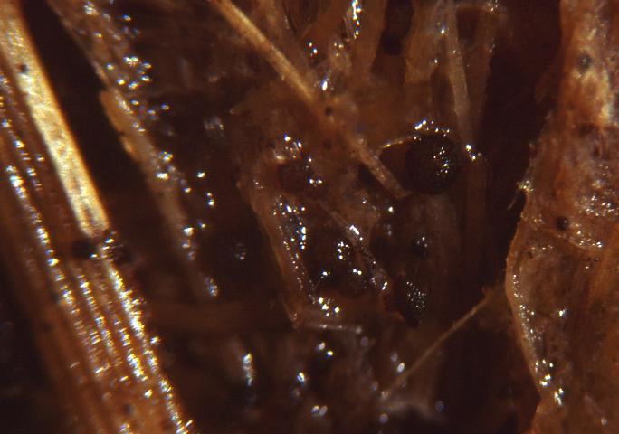 macrostoma