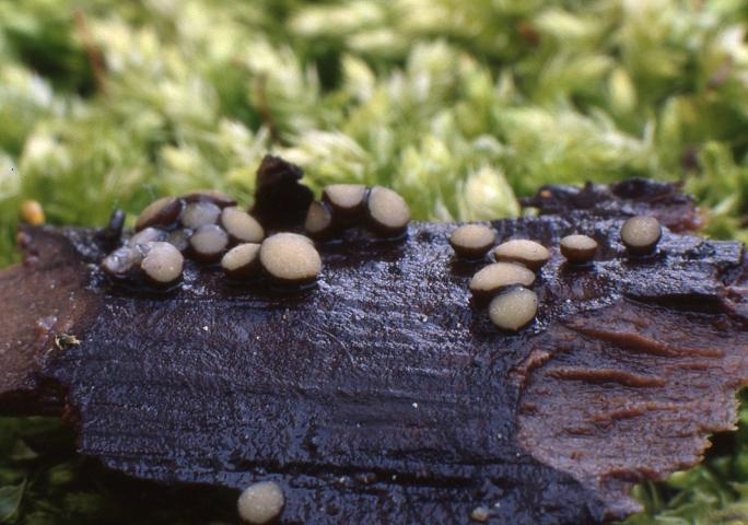 macrostoma