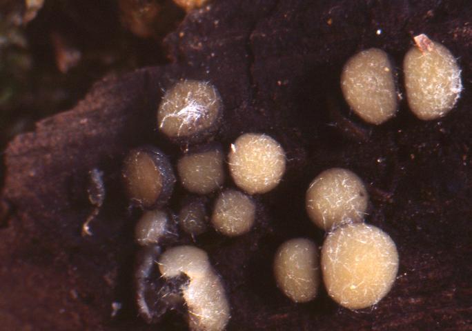 macrostoma