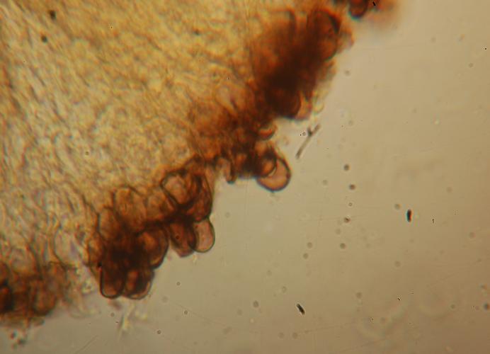 macrostoma