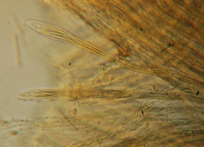 macrostoma