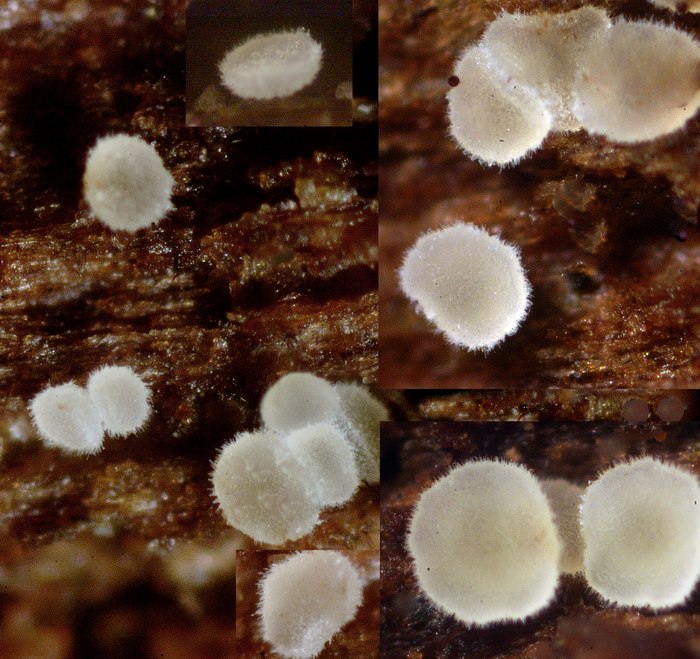 macrostoma