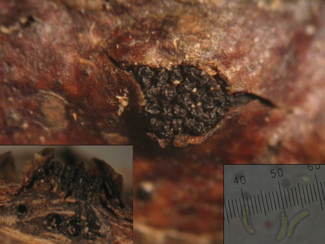 macrostoma