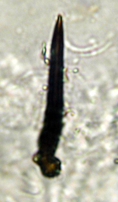 macrostoma