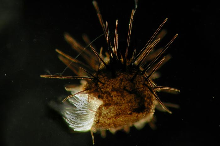 macrostoma
