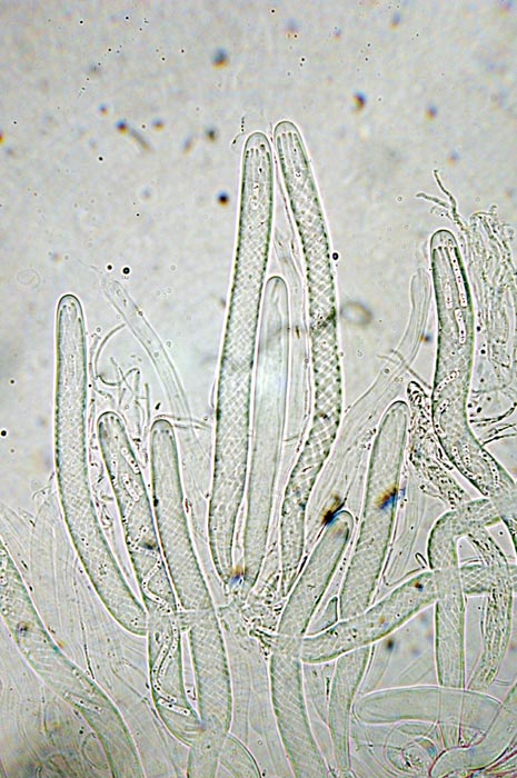 macrostoma