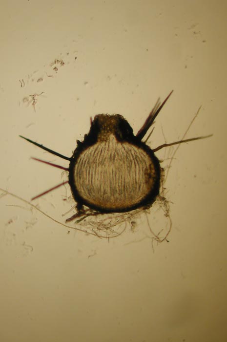macrostoma