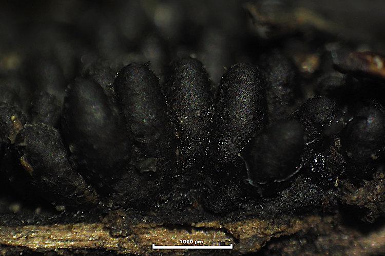 macrostoma