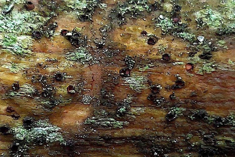 macrostoma