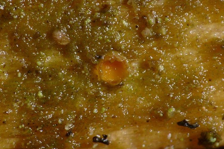 macrostoma
