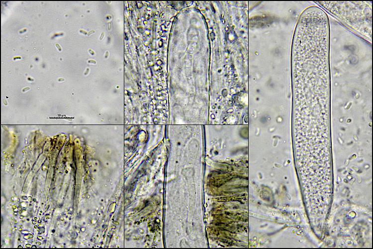 macrostoma