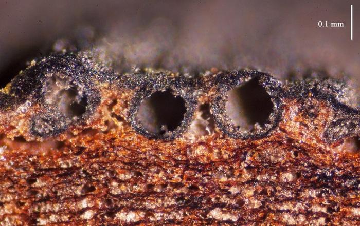 macrostoma