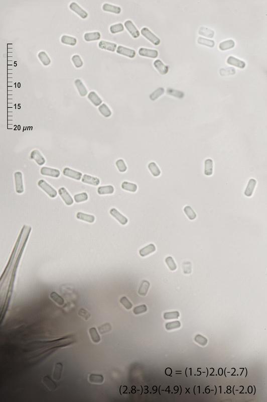 macrostoma