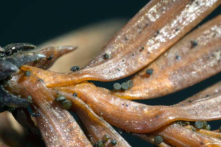 macrostoma