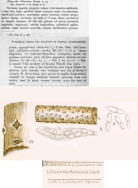 macrostoma