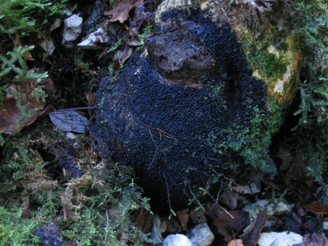 macrostoma