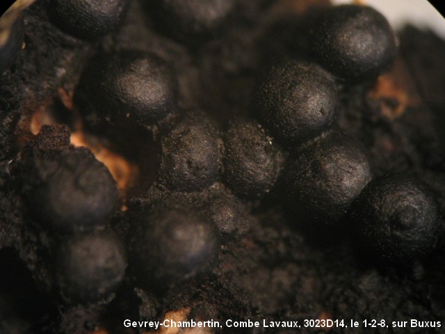 macrostoma