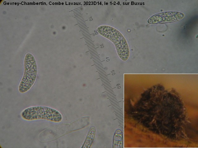 macrostoma
