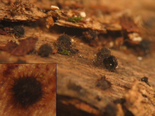 macrostoma