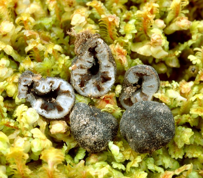 macrostoma