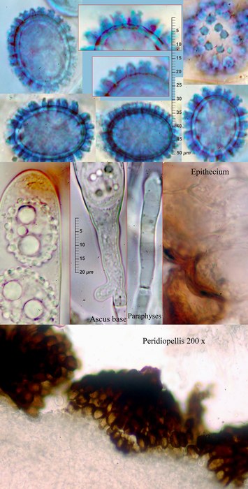 macrostoma