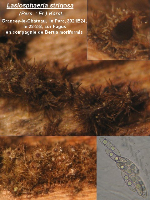 macrostoma