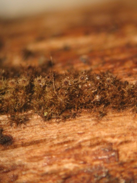 macrostoma
